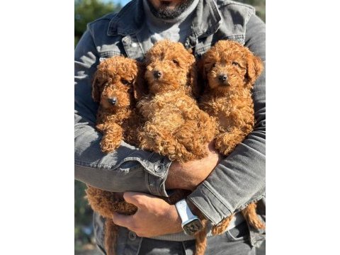 Kaniş cep boy poodle köpekleri