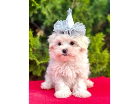 Sevimli maltese terrier