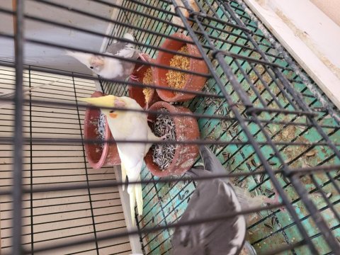 Lutino kırmızı göz yavru sultan papağanı