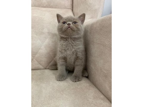 Fawn rengi safkan ayı surat top kafa british shorthair