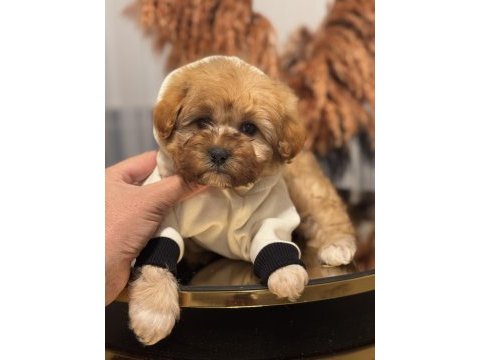 Tr de tek güzellikte maltipoo