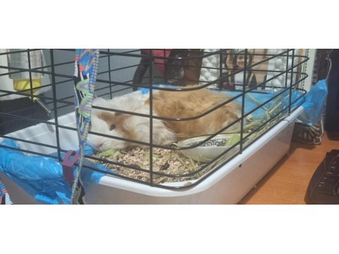 Ücretsiz guinea pig