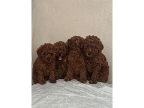 Erkek ve dişi kore poodle teacup ve toy poodle yavrular