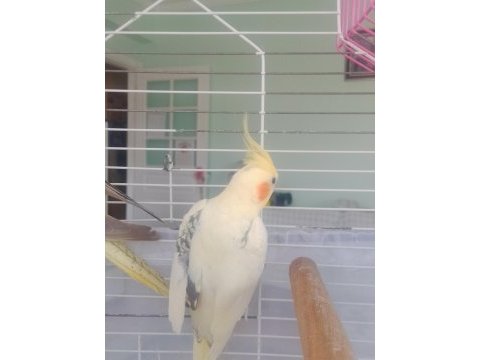 1.5 yaş erkek sultan papağanı