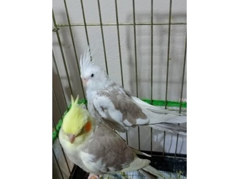 2-3 aylık sultan papağanları