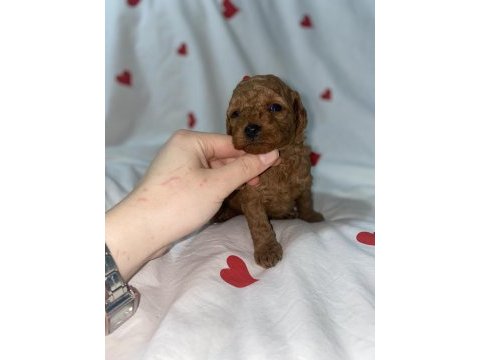 Toy poodle bebekler yılbaşına hazır