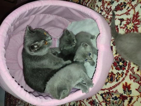 Saf 5 adet yavru kedimiz mevcuttur 1 aylık
