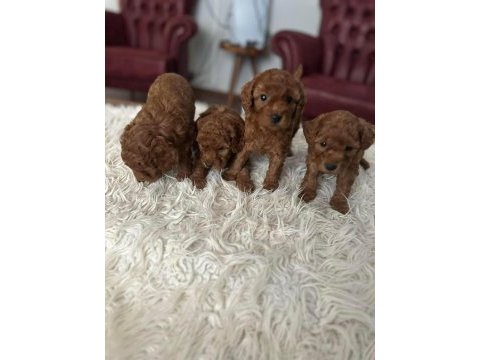 Son 2 red brown toy poodle yavrularımız