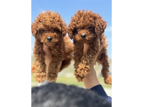 Ankaranın en elit red brown toy poodle köpekleri
