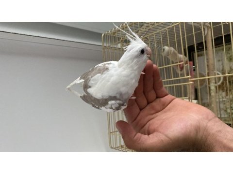 2.5 aylık yavru sultan papağanı