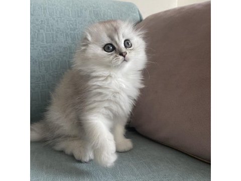 Gerçek kalite scottish fold longhair kardeşler