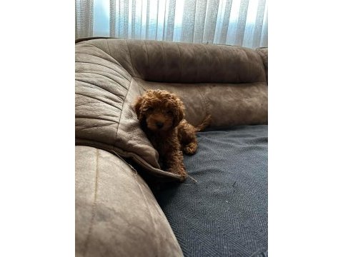 Son 2 red brown toy poodle yavrularımız