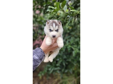 Irk ve sağlık garantili husky yavrularımız