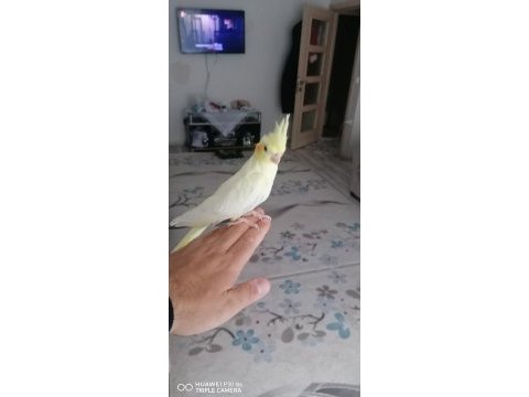 3 aylık dişi sultan papağanı ele alışıktır