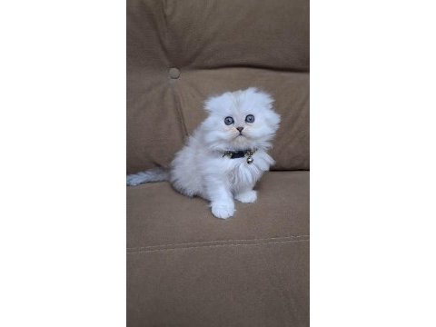 Scottish fold longhair a kalite kusur anatomi