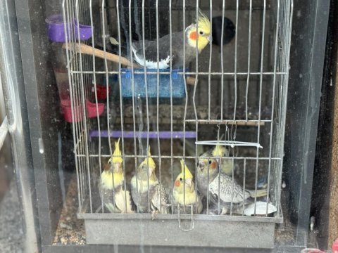 2 aylık sultan papağanları evcil