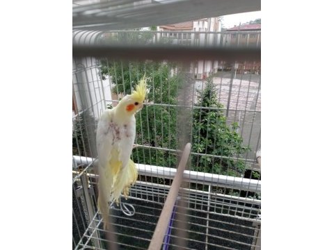 Yavru lutino sultan papağanı