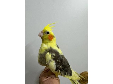 Eğitimli yavru sultan papağanları 7