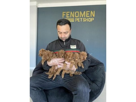 Irk uzmanından toy poodle yavrular mağazamızda görün