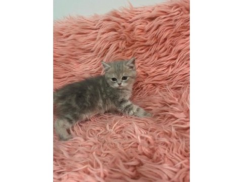 British shorthair 2 aylık dişi