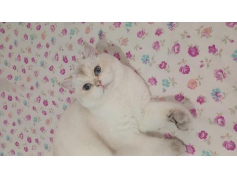 British shorthair oğluma eş arıyorum