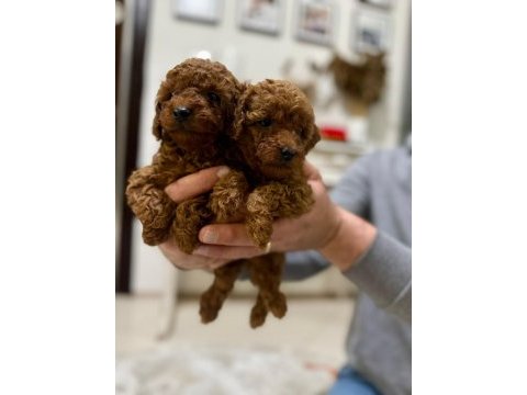 Red dark kore toy poodle yavrularım