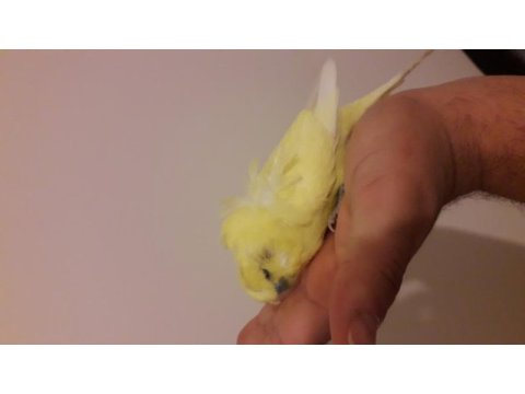 Damızlık erkek japones muhabbet kuşu