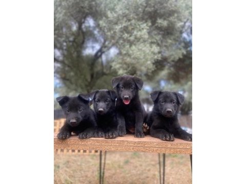 Muhteşem alman çoban köpeği yavrularımız