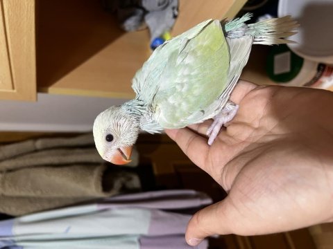 Çift renk mutasyon pakistan papağanı el besleme