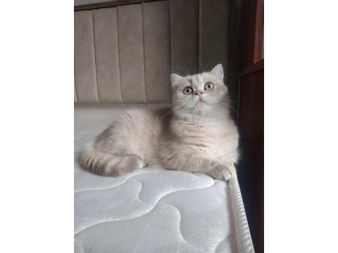 Mükemmel güzellikte hamile şecereli british kedimiz