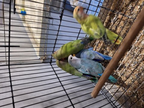 Yeni yeme düşmüş sevda papağanı yavruları