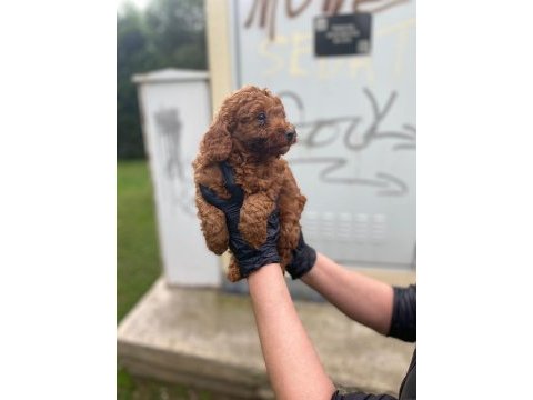 Toy poodle red brown orijinal