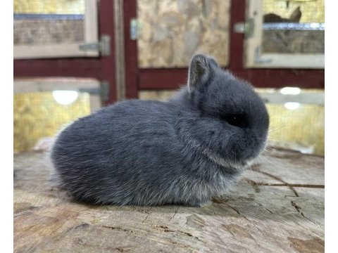 Hollanda cüce tavşan blue otter