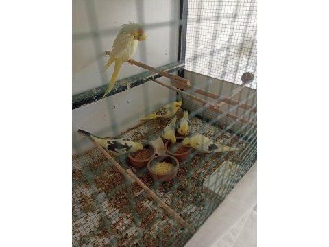 40 günlük ev üretimi sultan papağanı yavrulari
