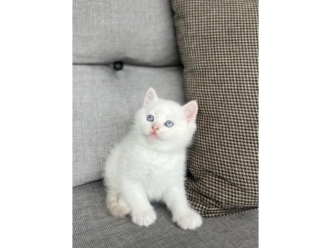 Beyaz masmavi gözlere sahip british shorthair yavru