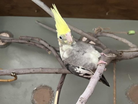 45 günlük yavru sultan papağanı