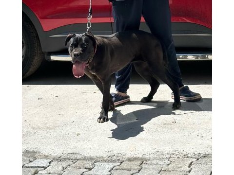 Cane corso yeni yuvasını arıyor