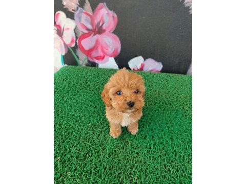 Sağlık ırk garantili maltipoo yavruları