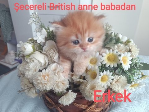 British longhair golden secereli anne babadan
