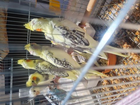 Yavru yetişkin her renk sultan papağanları