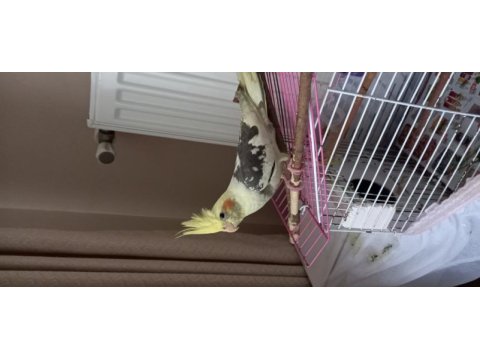 Altı aylık evde beslenmeli sultan papağanı