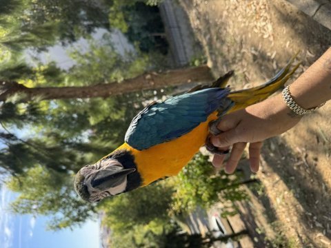 Ara macaw harika renkleri gerçek yavru