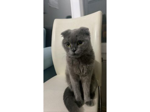 2 yaşında scottish fold ücretsiz sahiplendirilecek