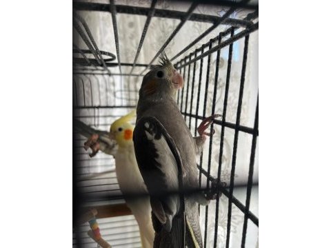 Uçabilen 3 aylık sultan papağanı