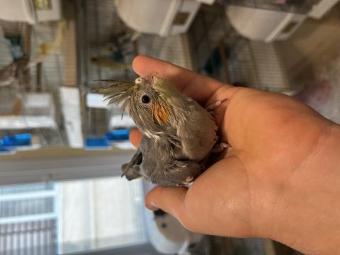Yavru bilezikli sultan papağanı