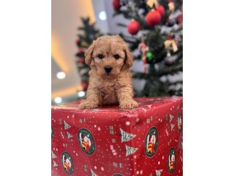 Kıvırcık maltipoo bebeğim