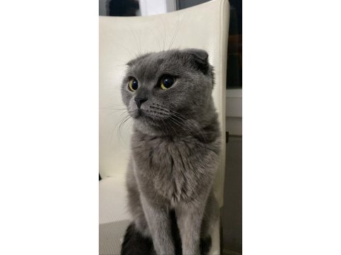 2 yaşında scottish fold ücretsiz sahiplendirilecek