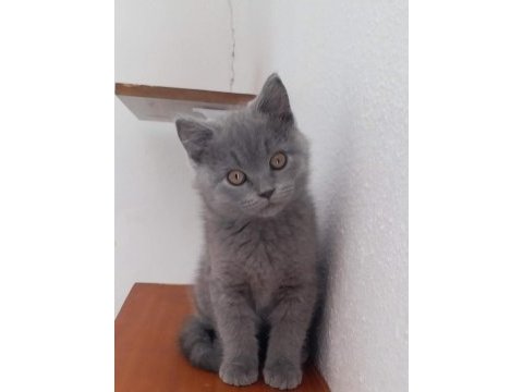 Bal gözlü ayı surat orjinal british kediler