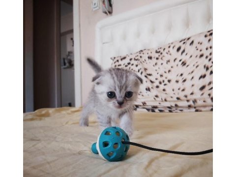 British ve scottish silver tabby yavru