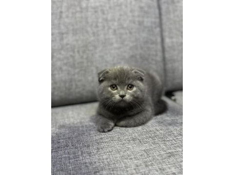 Safkan scottish fold yavrularımız